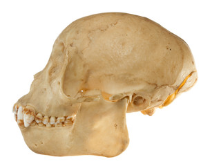 monkey skull