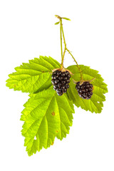 Marionberries and leaf on a white background