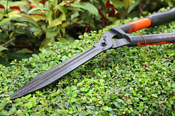 Obraz premium Garden shears on tree