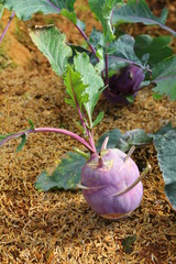 The kohlrabi plant