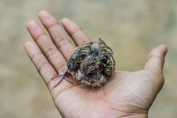 Nestling in hand
