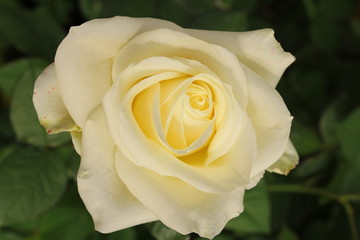 Closeup of White Rose
