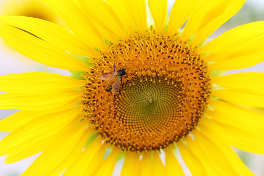 Beautiful Sunflower and bee.