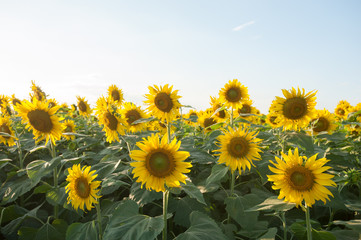 Sunflowers in the fields during sunset in Thailand
