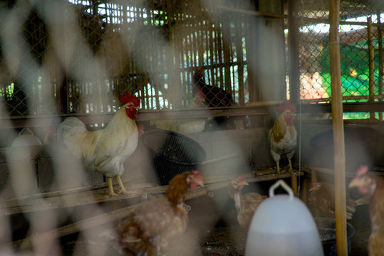 Chicken Farm