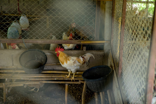 Chicken Farm