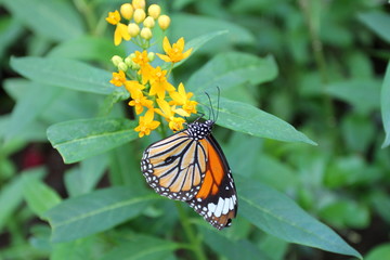 The Monarch butterfly (Danaus plexippus) is a milkweed butterfly (subfamily Danainae), in the family Nymphalidae