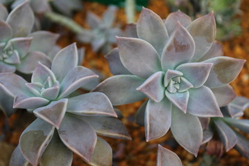 Graptopetalum paraguayense succulent