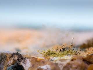 Fungus and mold on sliced bread