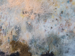 Fungus and mold on sliced bread