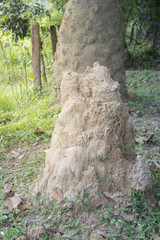 Big anthill in garden