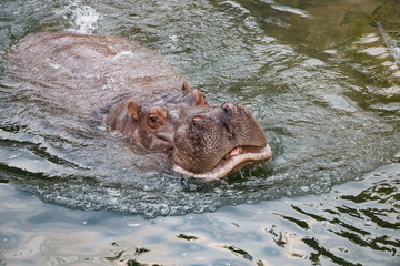 Hippopotame amphibie dans l'eau en gros plan