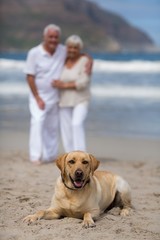 Senior couple standing on the beach with dog