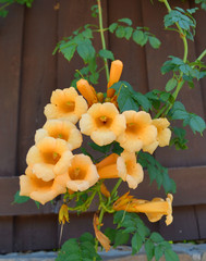 Yellow trumpet vine variety "Flava"