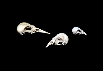 skulls of winter killed birds