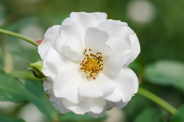 White rose flower blossom in a garden