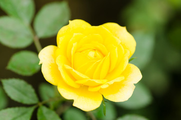 Yellow rose flower blossom in a garden