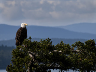 Bald Eagle on Treetop
A parent Bald Eagle perched high on a treetop keeping its eye on a nearby nest.