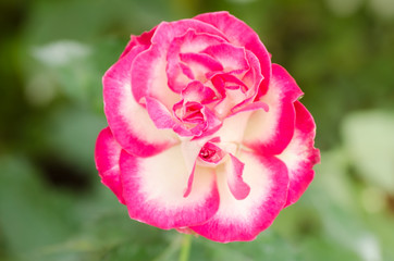Pink rose flower blossom in a garden,Valentine concept