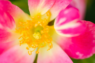 Fototapeta na wymiar Close up of pink rose flower blossom in a garden