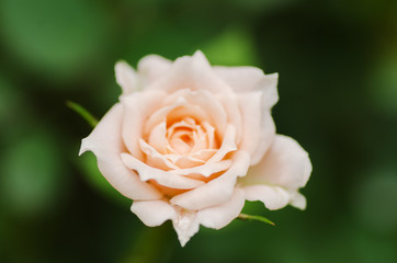 Beautiful rose flower blossom in a garden