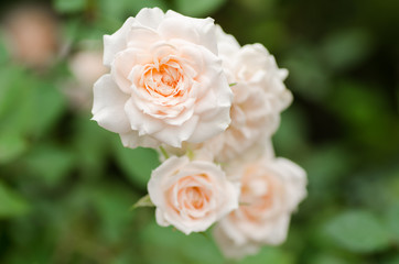 White rose flower blossom in a garden