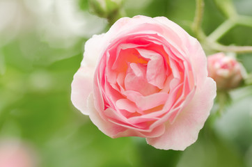 Pink rose flower blossom in a garden,Valentine concept