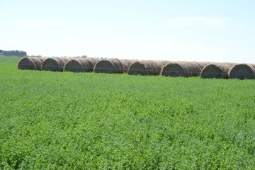 rollos de pasto para el ganado vacuno
