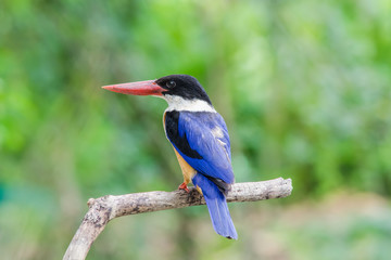 Black-capped Kingfisher 