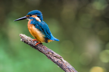 Common Kingfisher