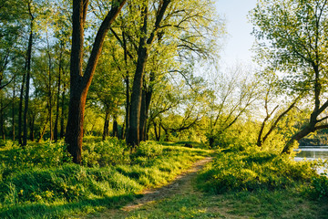 The path among the trees and grass