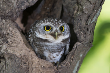 Bird, Owl, Spotted owlet (Athene brama) in tree hollow,Bird of Thailand