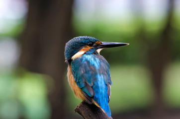 Common Kingfisher
