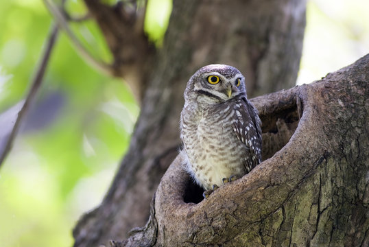 Bird, Owl, Spotted owlet (Athene brama) in tree hollow,Bird of Thailand