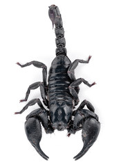 Scorpion isolated on white