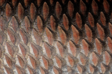 Fish scales background