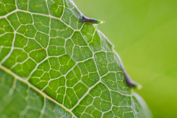 drops of dew on a green leaf strawberries. macro