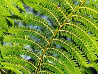 fern leaf texture