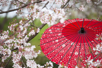 Red Japanese umbrella with Cherry blossom trees.
