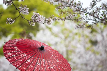 Stickers pour porte Fleur de cerisier Japanese parasol under cherry trees  