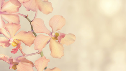 Pink orchid on a gray background, vintage color.