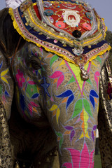 colorful elephant , festival , Jaipur, Rajasthan, India