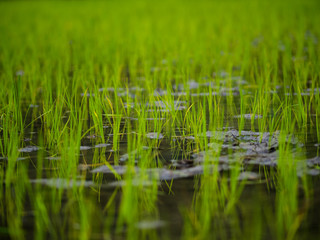 Visiting the rice terraces in Hapao near Banaue