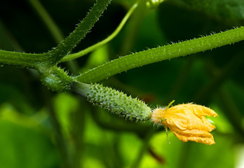 Growing cucumbers in the greenhouse