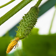Fototapeta premium Growing cucumbers in the greenhouse