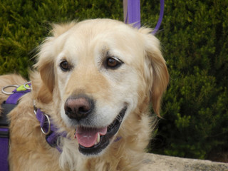 Golden retriever dog with purple walking harness and lead