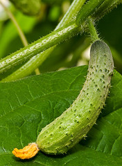 Growing cucumbers in the greenhouse