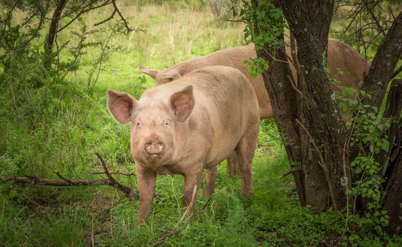 Pig in forest with a dirty mouth - Foraging domestic pig organic farming