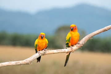 Parrot on branch