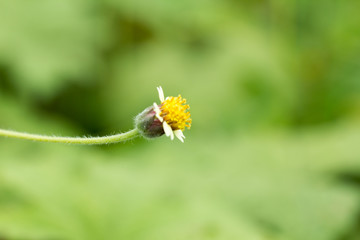 Small grass flower background